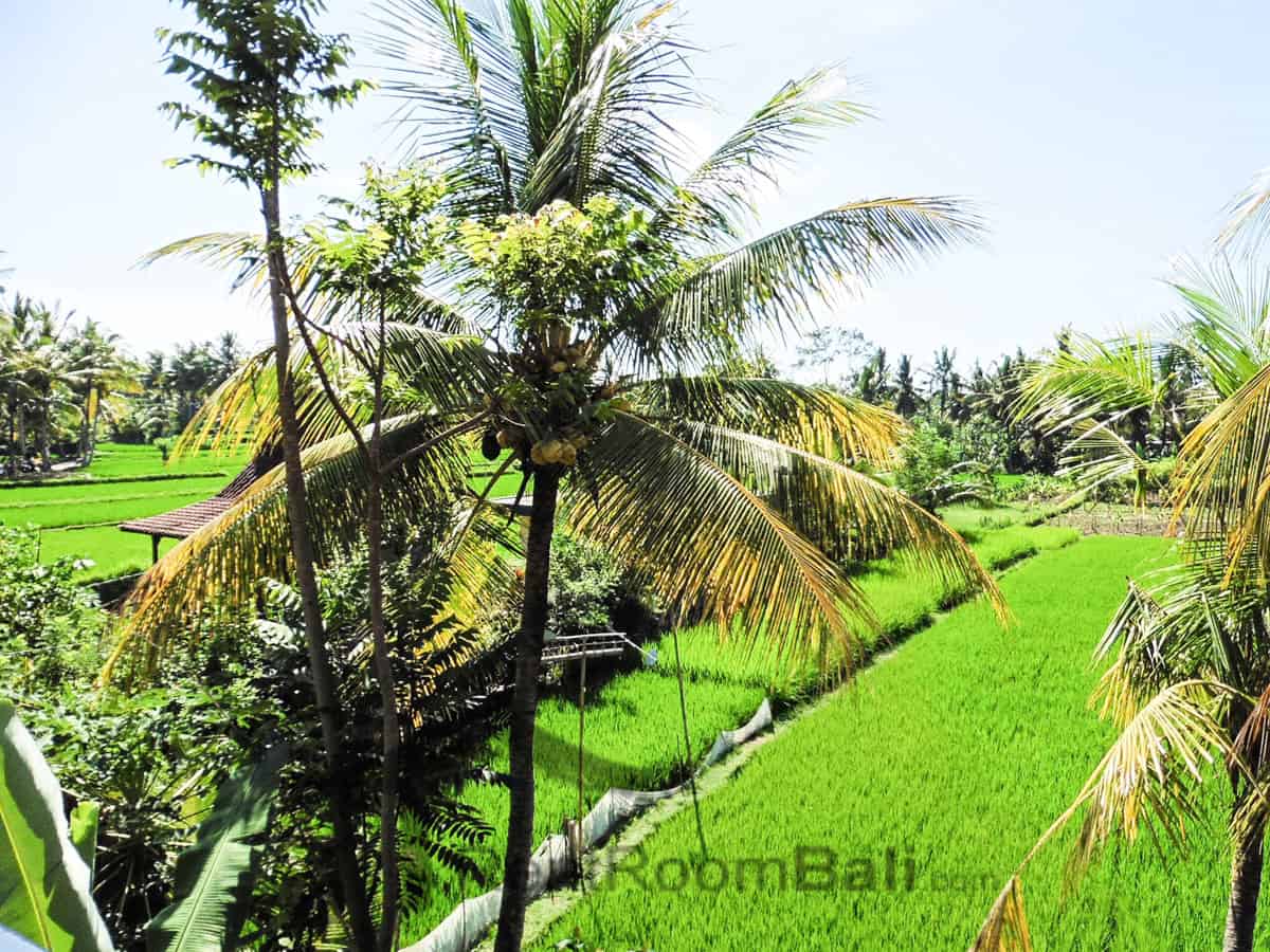 Rizky Studios – Ubud